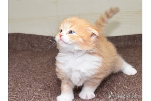 成約済の愛知県のスコティッシュフォールド(折れ耳)-64189の5枚目